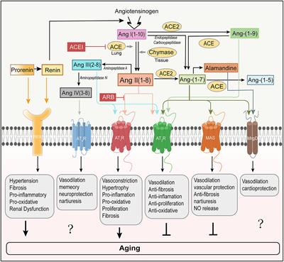 Role of angiotensin II in aging